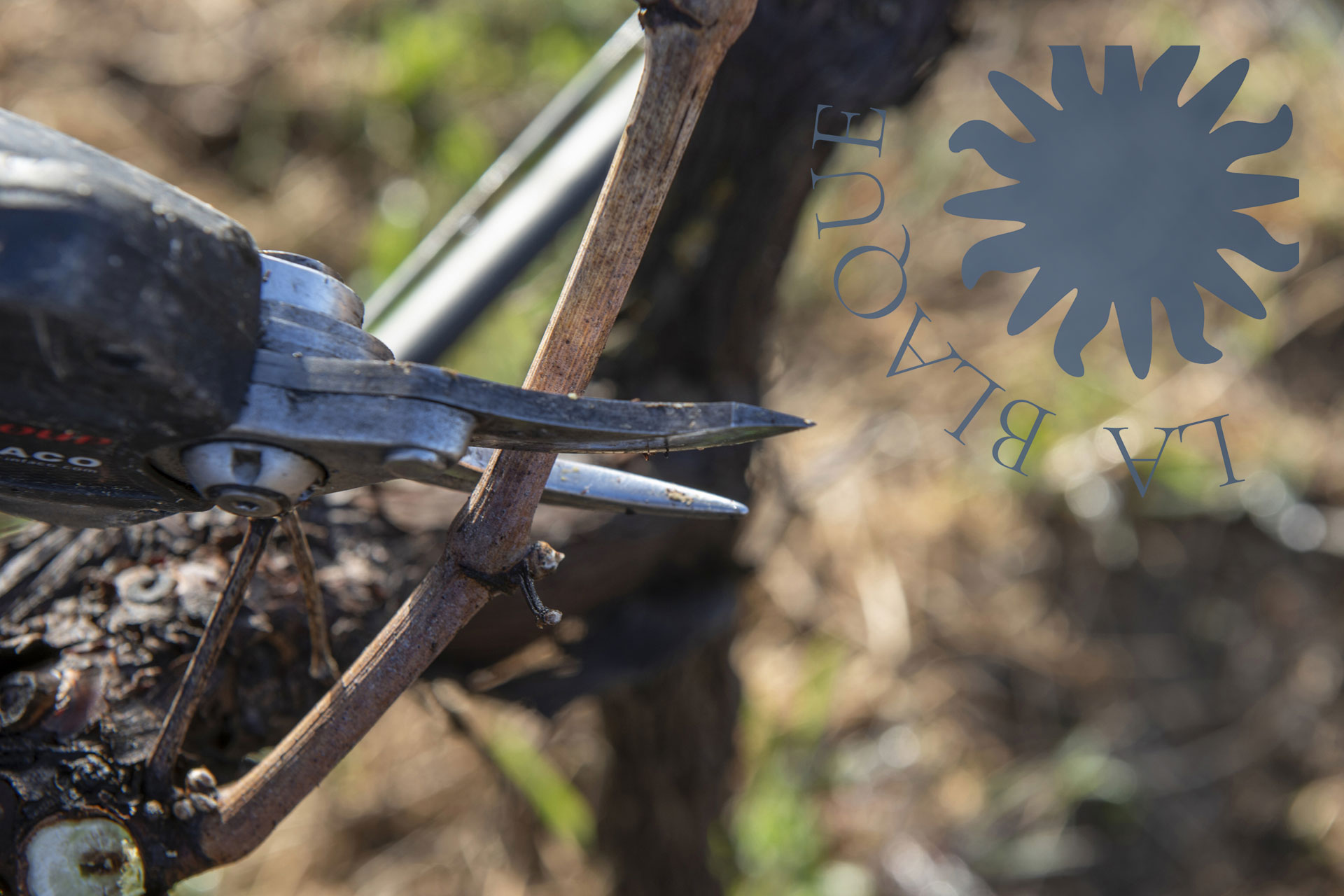 Visuel page Vignobles